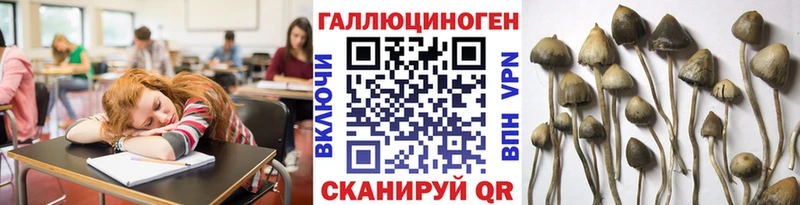 omg вход  закладки  Красный Холм  Галлюциногенные грибы Psilocybine cubensis 